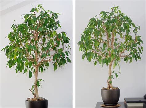 How to make a pruning Ficus benjamina, pruning and shaping