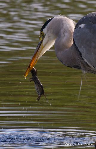 Heron With Prey Wild Lens Flickr