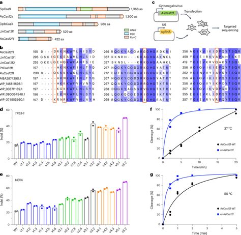 Engineering Ascas12f For Increased Genome Editing Efficiency A Domain