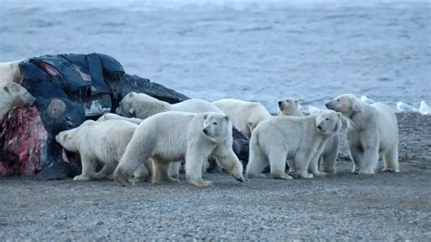 What Do Polar Bears Eat Polar Bears Diet Zooologist