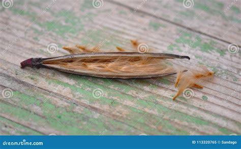 Oleander seeds stock image. Image of delicate, flora - 113320765