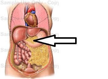 Bms Digestive System Flashcards Quizlet