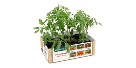 Aldi Tomatenpflanzen Alte Sorten