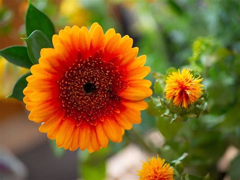 Mini Gerbera Blomma Orange Gratis foto på Pixabay Pixabay