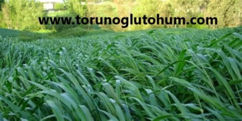 Reygras Otu Özellikleri Teff Grass