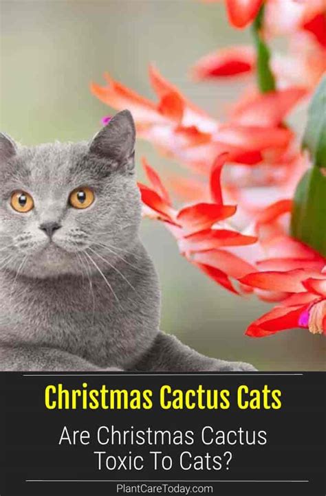 Are Christmas Cactus Toxic Or Poisonous To Cats?