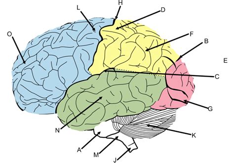 44 best ideas for coloring | Brain Anatomy Quiz