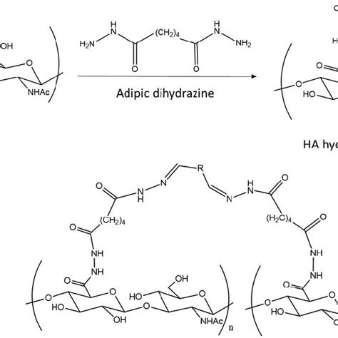 HA Derivative Modified With Thiol Groups For Disulphide Or Thiol Ene