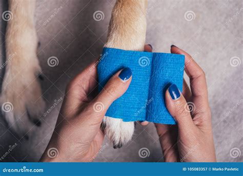 Girl Putting Bandage On Injured Dog Paw Stock Image Image Of Owner