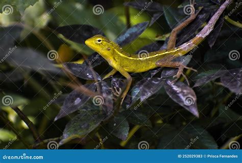 Green Garden Lizard On Leaves In Goa India Stock Image Image Of Green