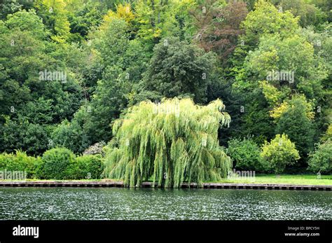 Single Weeping Willow Tree On River Bank Stock Photo Alamy