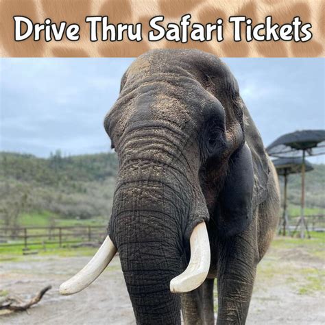 Tickets – Wildlife Safari