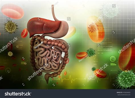 3d Illustration Human Digestive System Stock Illustration 493604683