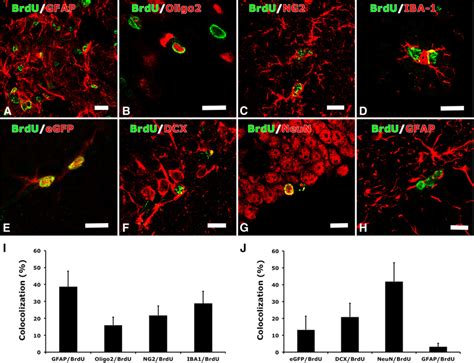 Stroke Induced The Proliferation Of Npcs In The Dg And Glial Cells In