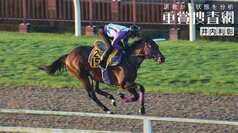 【オールカマー 2024】最終追い切りを動画で解説井内利彰 競馬動画 Netkeiba