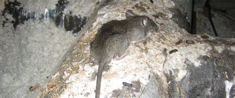 Will Rats Produce a Chirping Noise?