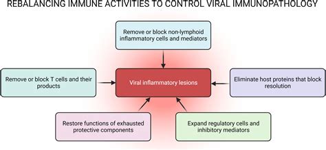 Frontiers Controlling Viral Inflammatory Lesions By Rebalancing