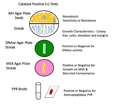 Bio 1302 Lab Practical 2 Flashcards Quizlet