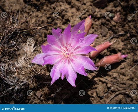 Pink Wildflower Stock Photo Image Of Outdoors Desert 45503928