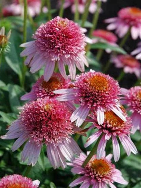 Echinacea Butterfly Kisses Bluestone Perennials