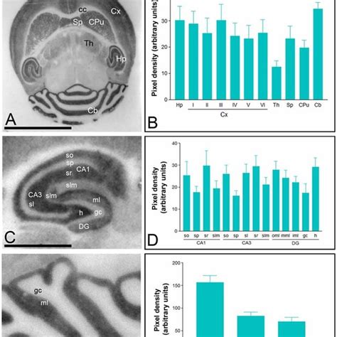 Cellular And Subcellular Localization Of Cav3 2 In The Cb Electron