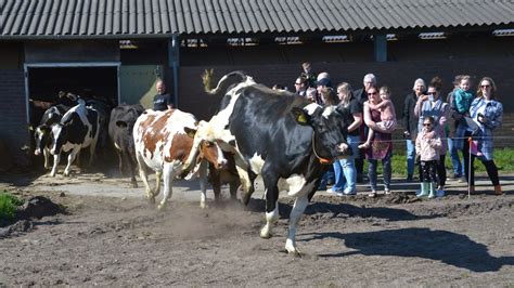 Koeien Mogen Weer Naar Buiten Feest Bij De Volkelse Hooiberg