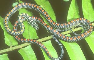 Flying Snake | Chrysopelea ornata | Indian Animals