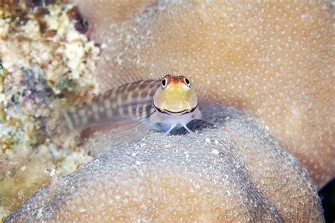 Reef fish - Stock Image - C042/6799 - Science Photo Library