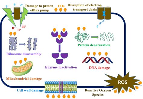 Proposed Mechanism Of Antibacterial Action Of Essential Oils