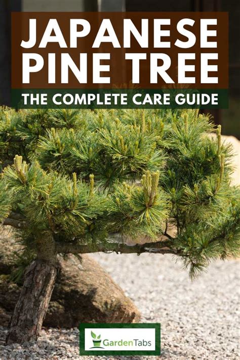 Japanese Pine Tree: The Complete Care Guide