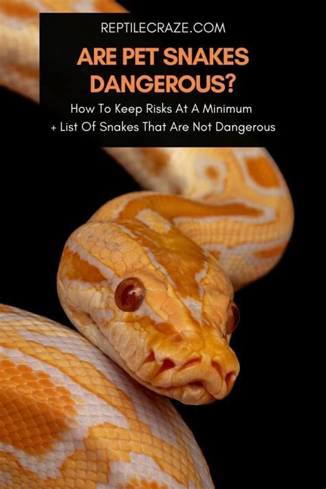 Are Pet Snakes Dangerous How To Keep Risks At A Minimum Reptile Craze