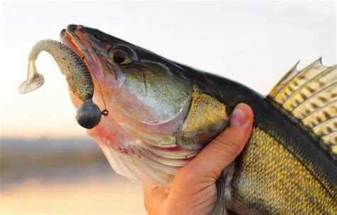 14 Best Walleye Fishing Lakes In Kansas Best Fishing In America