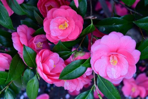 Camellia Japonica: Official Alabama State Flower - Plantisima