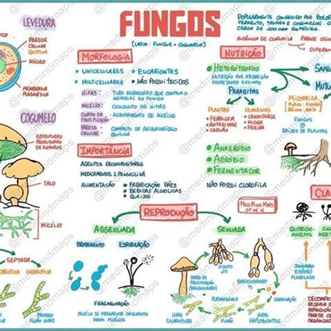 Mapa Mental Sobre Microbiologia Mema