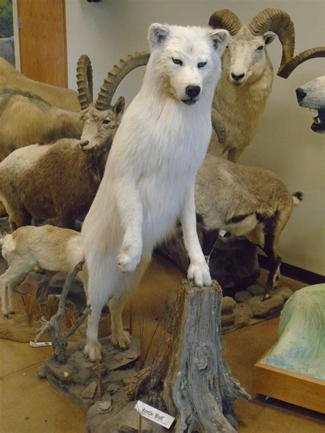 White Wolf Habitat Display by StolenFoxes on DeviantArt