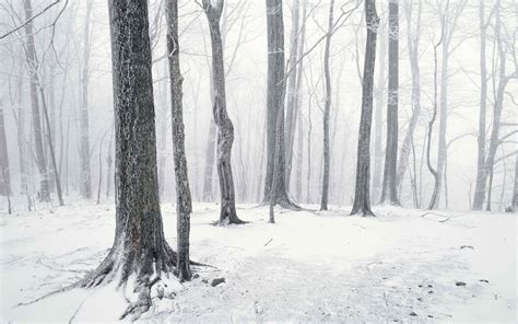 Wallpaper Trees Landscape Forest Nature Snow Branch Spruce