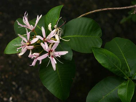 Flora Of Mozambique Species Information Individual Images