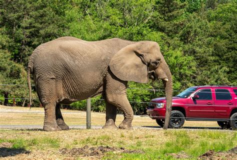 Six Flags Wild Safari Drive-Thru Adventure: An Interactive Zoo Experience You Won't Want To Miss