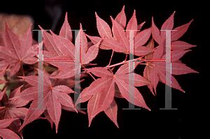 Horticopia Acer Palmatum Matsumurae Group Ed S Red Japanese