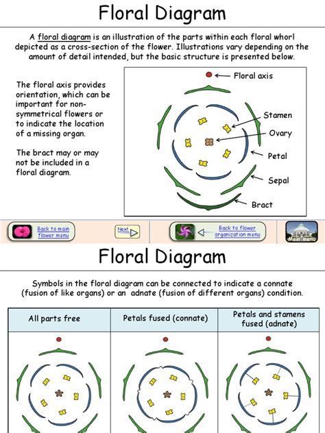 An Illustrated Guide to Floral Diagrams: Explaining the Basic Structures and Variations Within ...