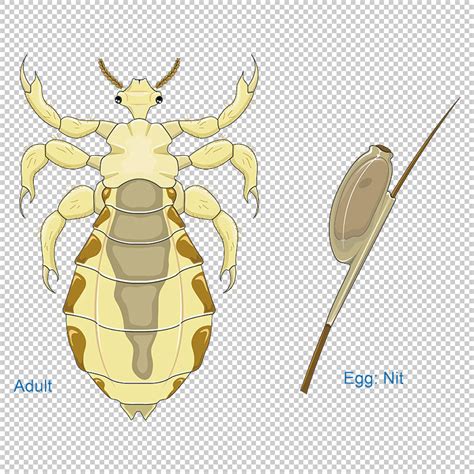 Human Louse Louse Vector Scientific Illustration