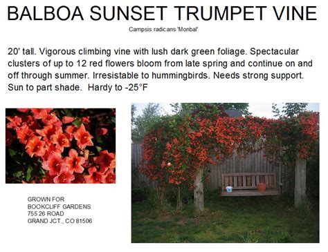 Trumpet Vine Balboa Sunset