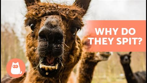 Why Do Llamas Spit 💦🦙 3 Reasons For Spitting Llamas Youtube