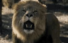 Lion Roar GIFs | Tenor