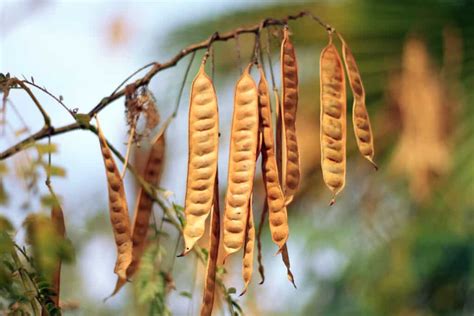 Wattleseed An Indigenous Australian Spice