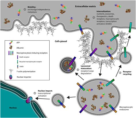 Frontiers Macropinocytosis Exploitation By Cancers And Cancer