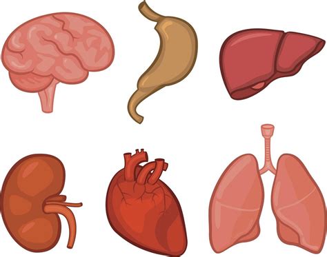 Human Body Organs Clipart at GetDrawings | Free download