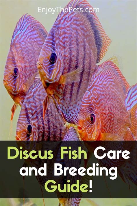 Discus Fish Care and Breeding Guide