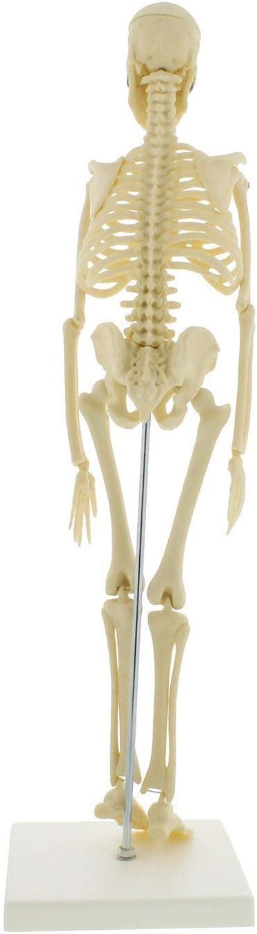 Educational Model Mini Skeleton 17in Human Skeleton Model For Anatomy