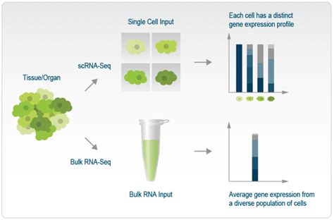 Demystifying Single Cell Rna Sequencing A Comprehensive Guide